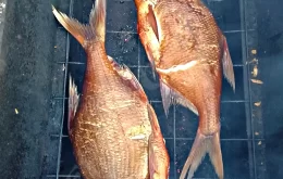 копчение леща в коптильне горячего